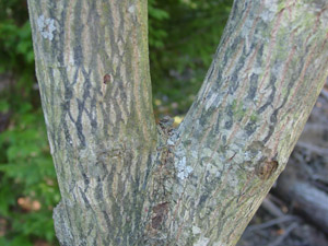 Carolina silverbell bark